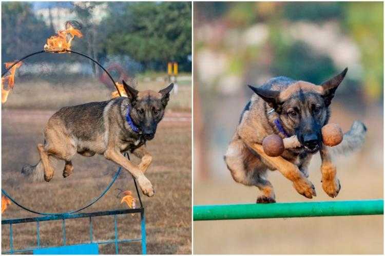 Ruby, Police sniffer dog
